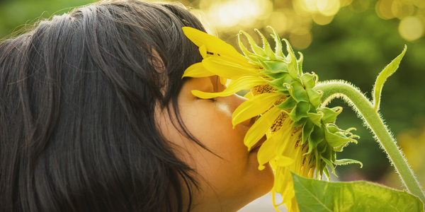 Side view of a girl smelling a large sunflower. It covers her face.